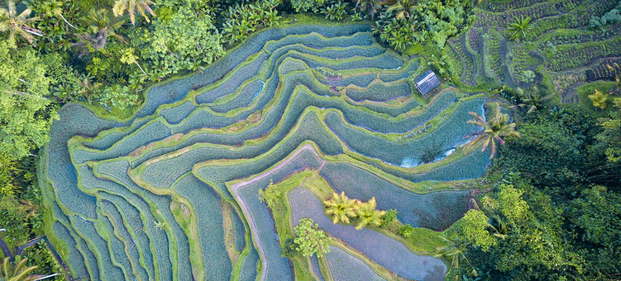Aerial view drone shot of rice terrace in Tegallalang Ubud in Bali Indonesia.
